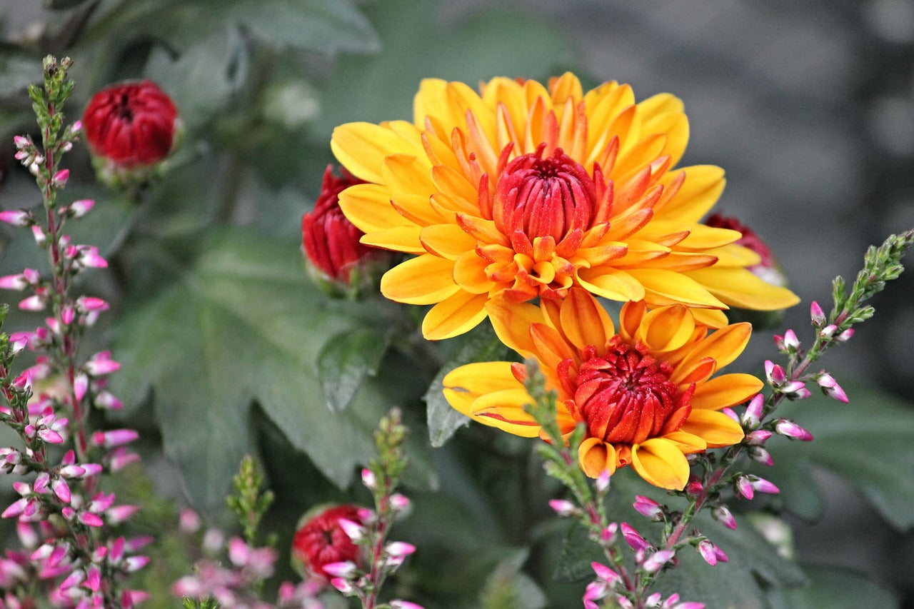 Herbstliche Blütenpracht: Bringen Sie Farbe in den Übergang vom Sommer